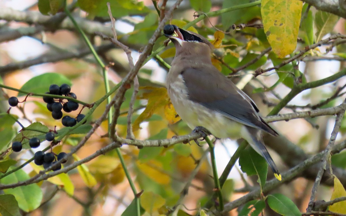 Cedar Waxwing - ML644835591