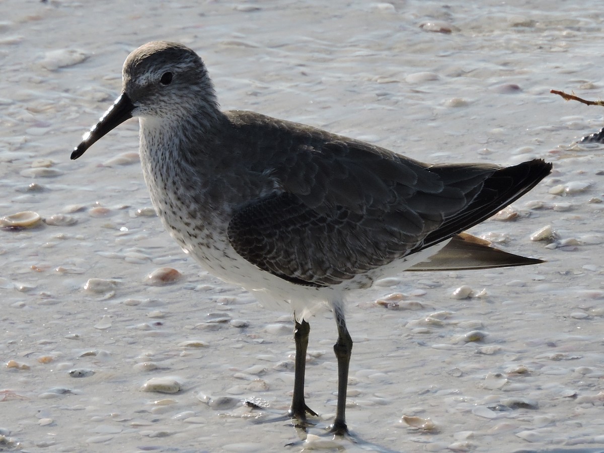 Исландский песочник - ML644835652