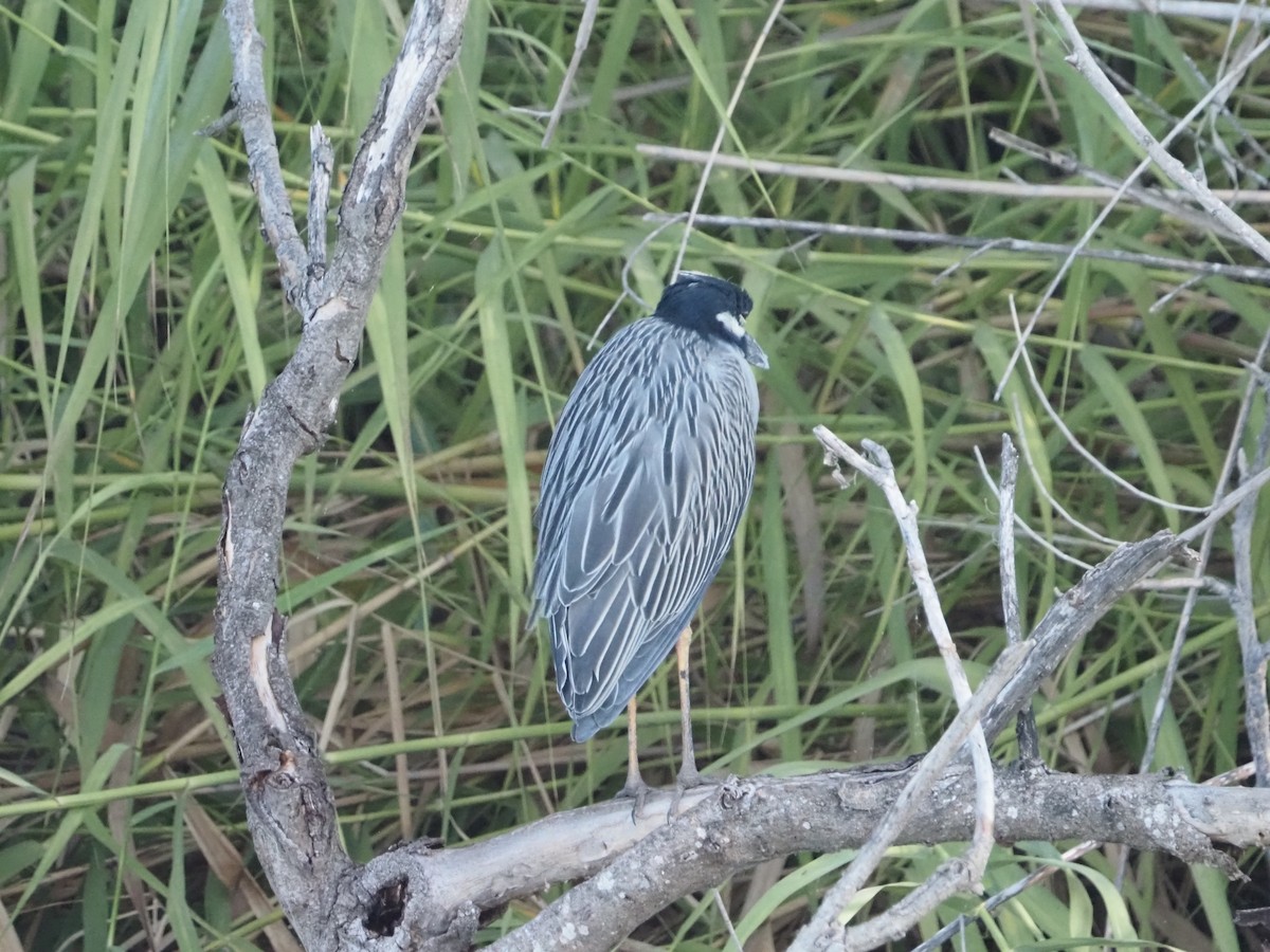 kvakoš žlutočelý - ML644835660