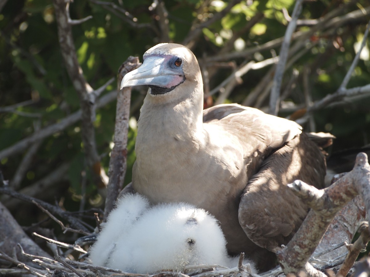 Red-footed Booby (Eastern Pacific) - ML644835675