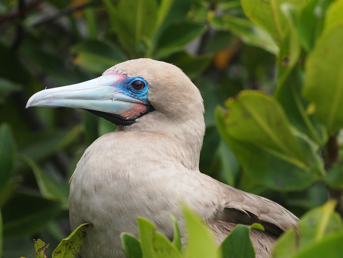 Red-footed Booby (Eastern Pacific) - ML644835676
