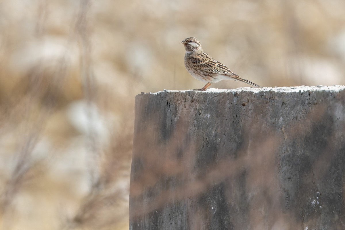 Pine Bunting - ML644835703