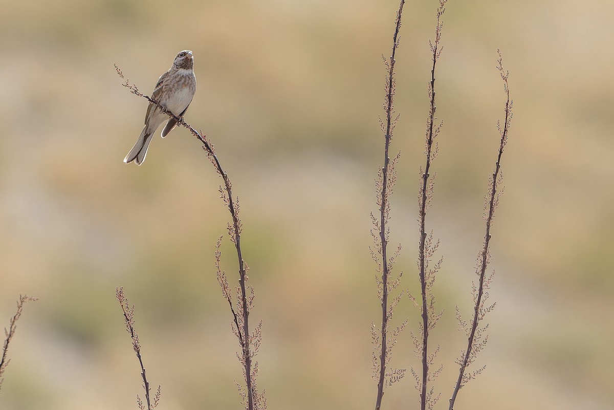 Pine Bunting - ML644835704