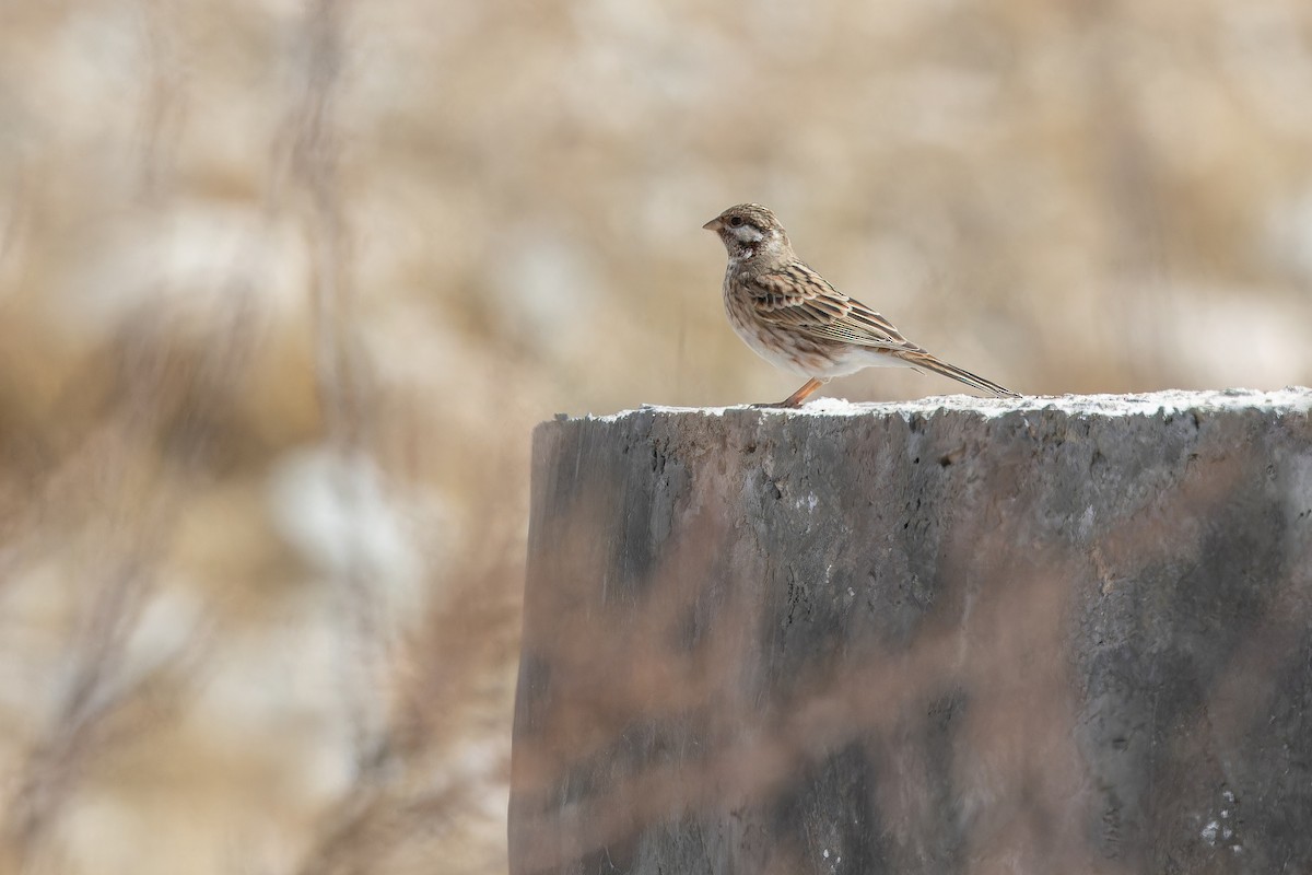 Pine Bunting - ML644835705
