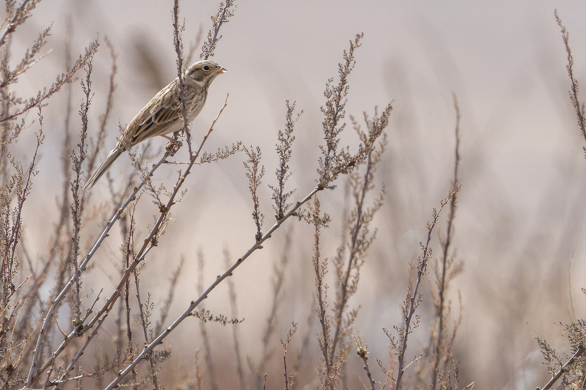 Pine Bunting - ML644835713