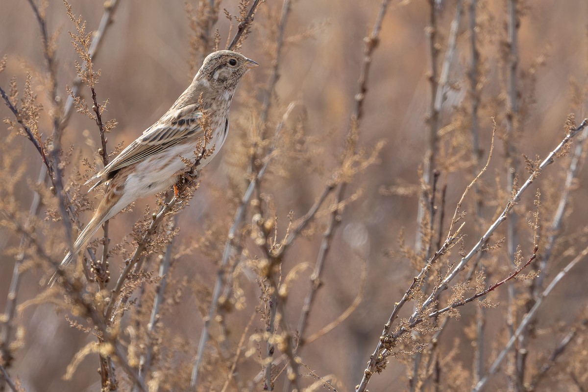 Pine Bunting - ML644835715