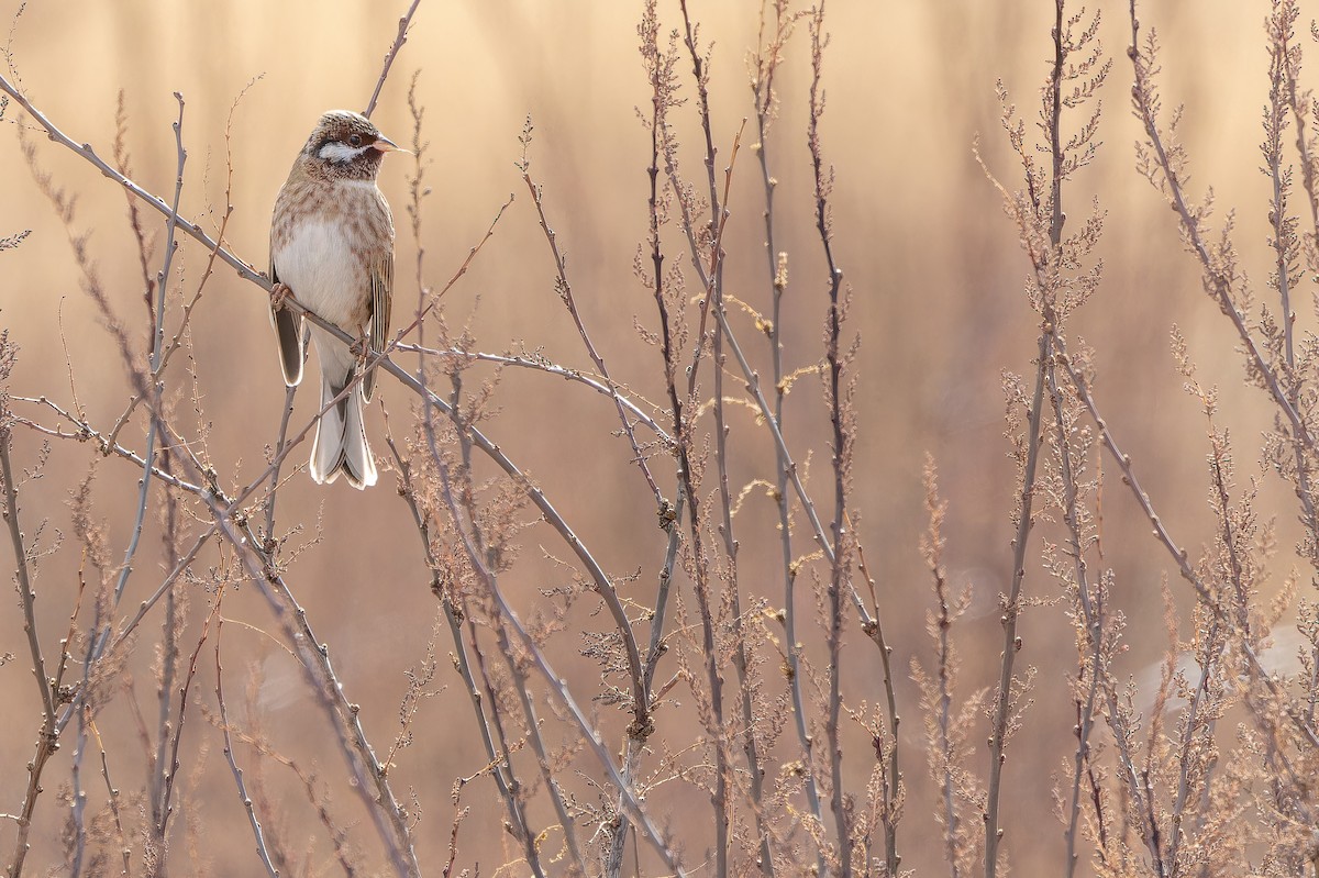 Pine Bunting - ML644835716