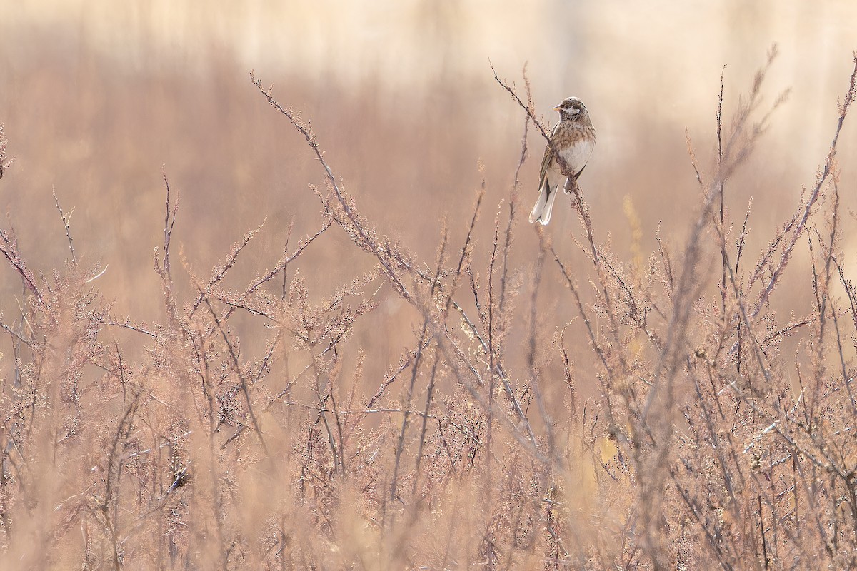 Pine Bunting - ML644835717