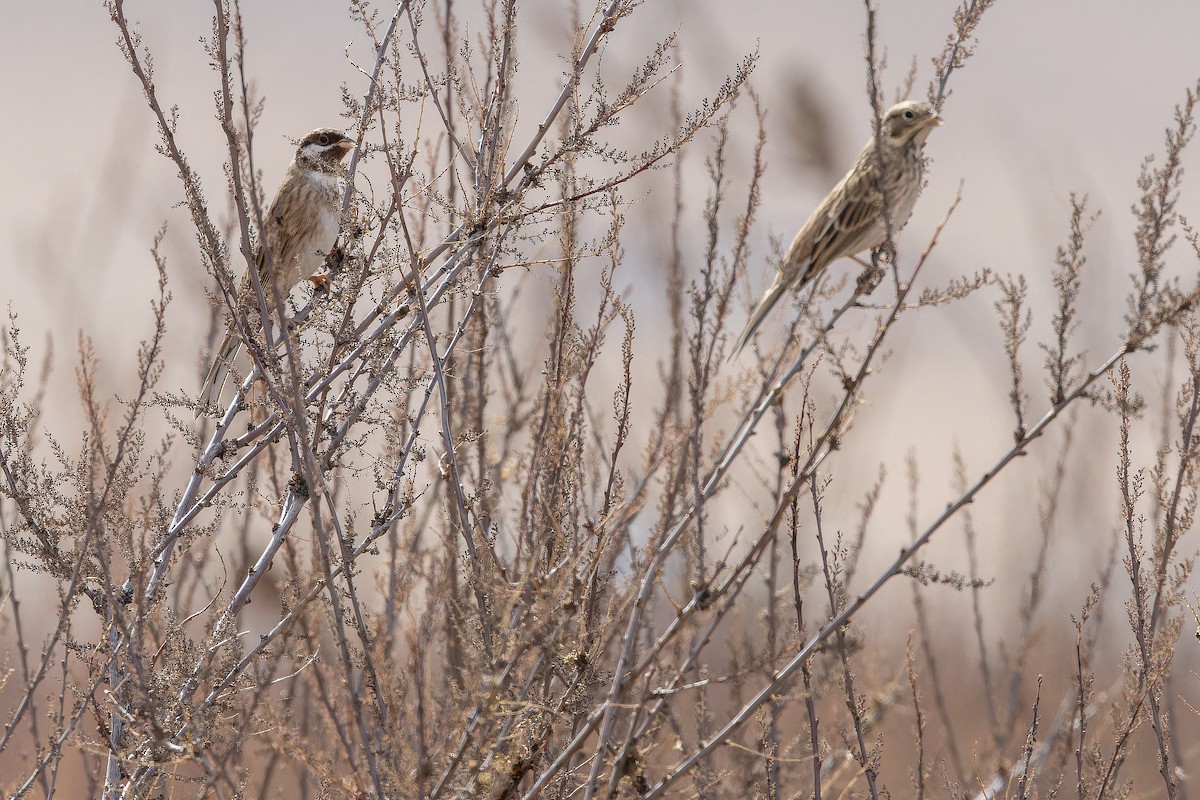 Pine Bunting - ML644835718