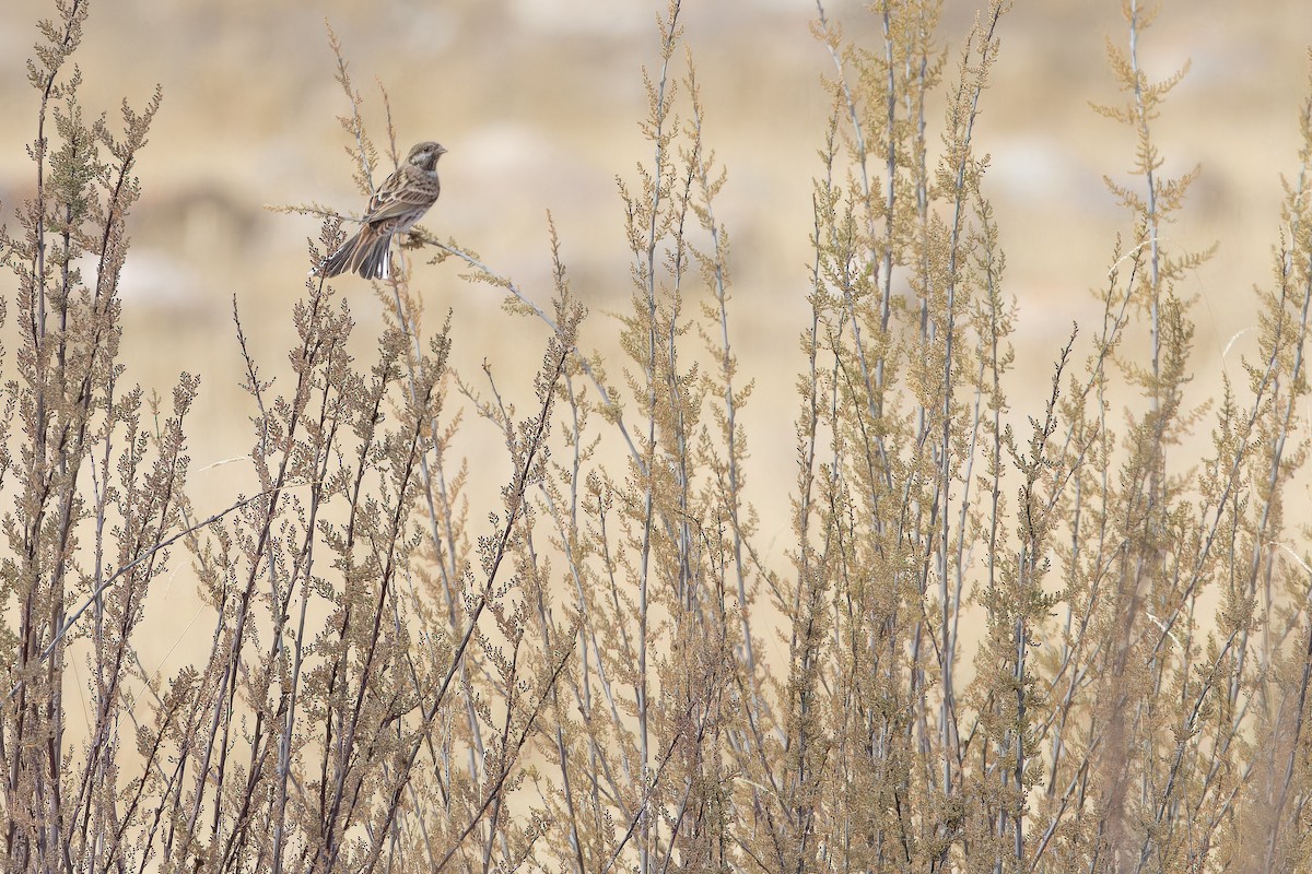 Pine Bunting - ML644835719