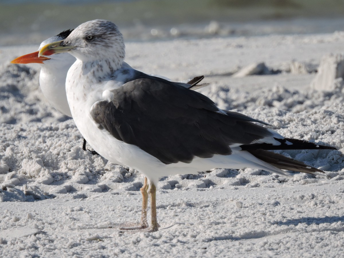 Lesser Black-backed Gull - ML644835720