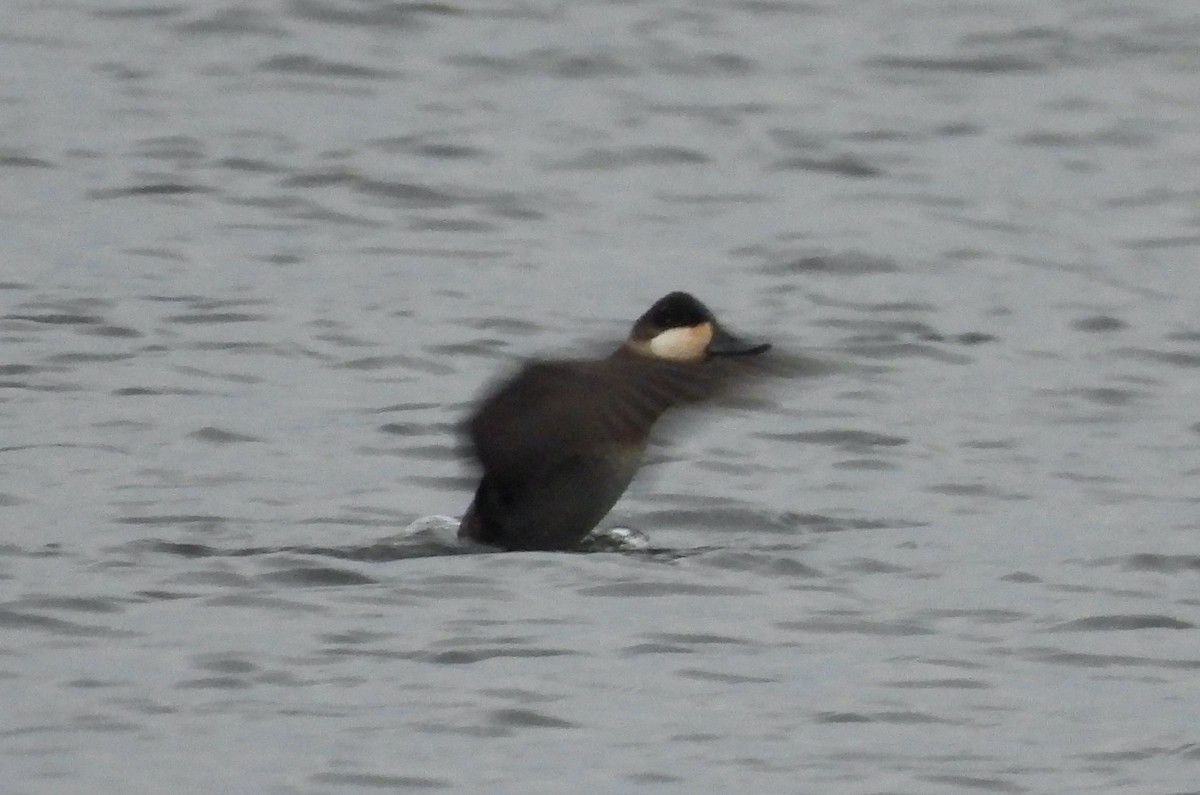 Американская савка - ML644835733