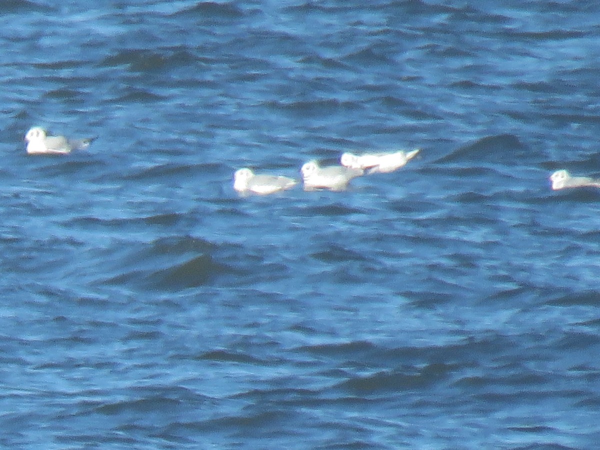 Bonaparte's Gull - ML644835741