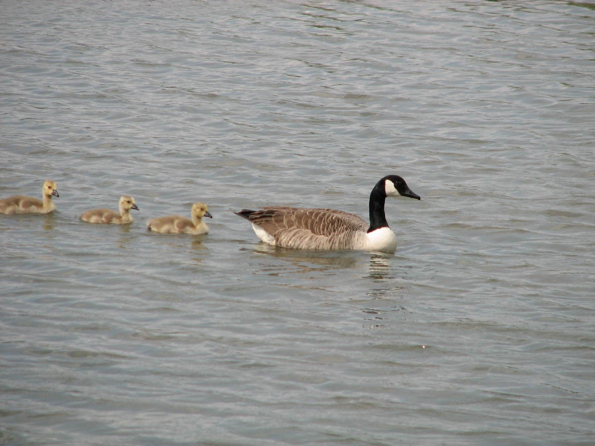 Canada Goose - ML644835753