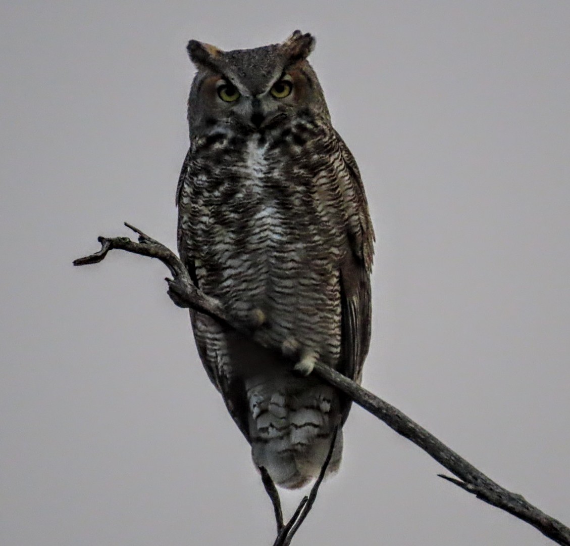 Great Horned Owl - ML644835759