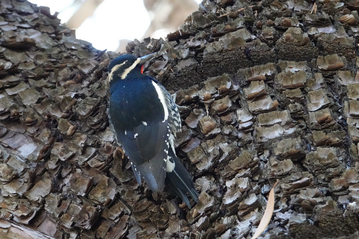 Williamson's Sapsucker - ML644835770