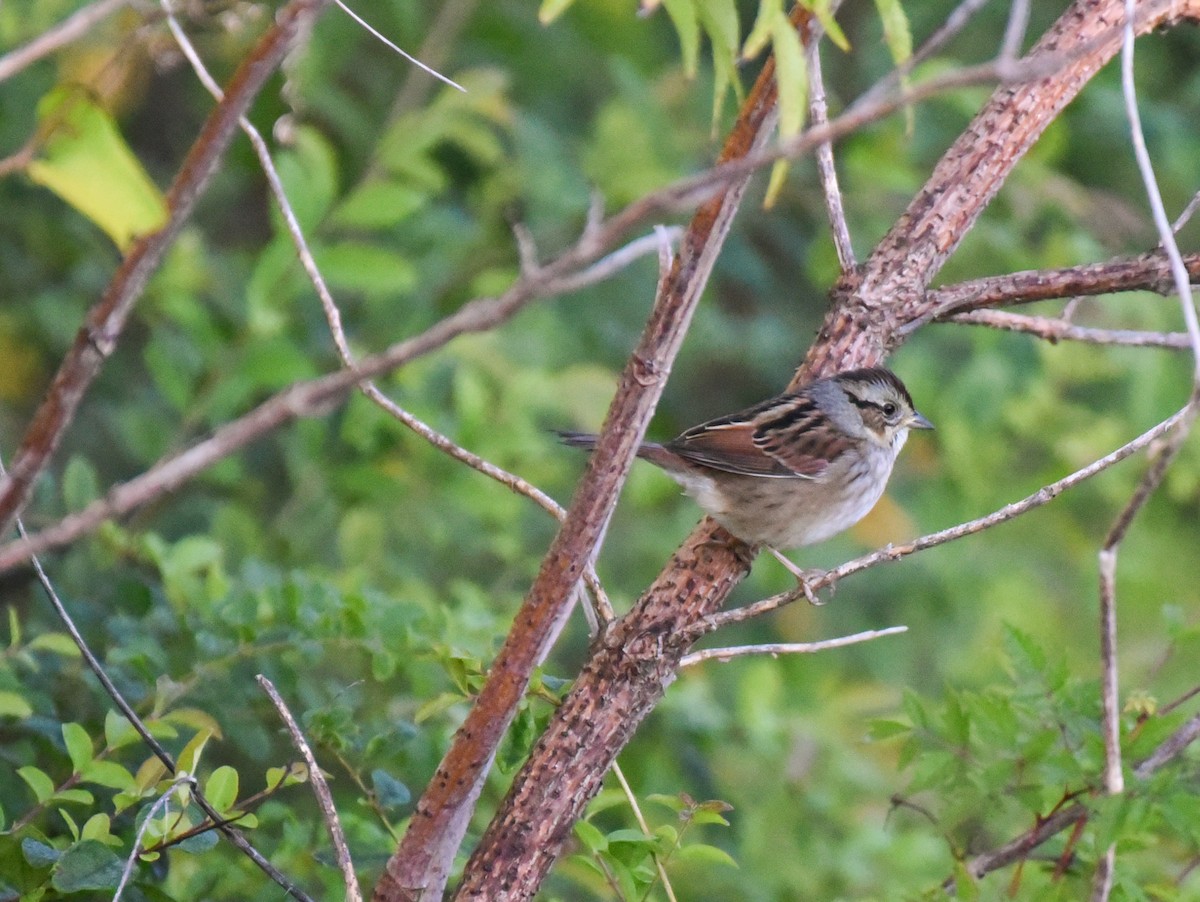 Bruant des marais - ML644835772