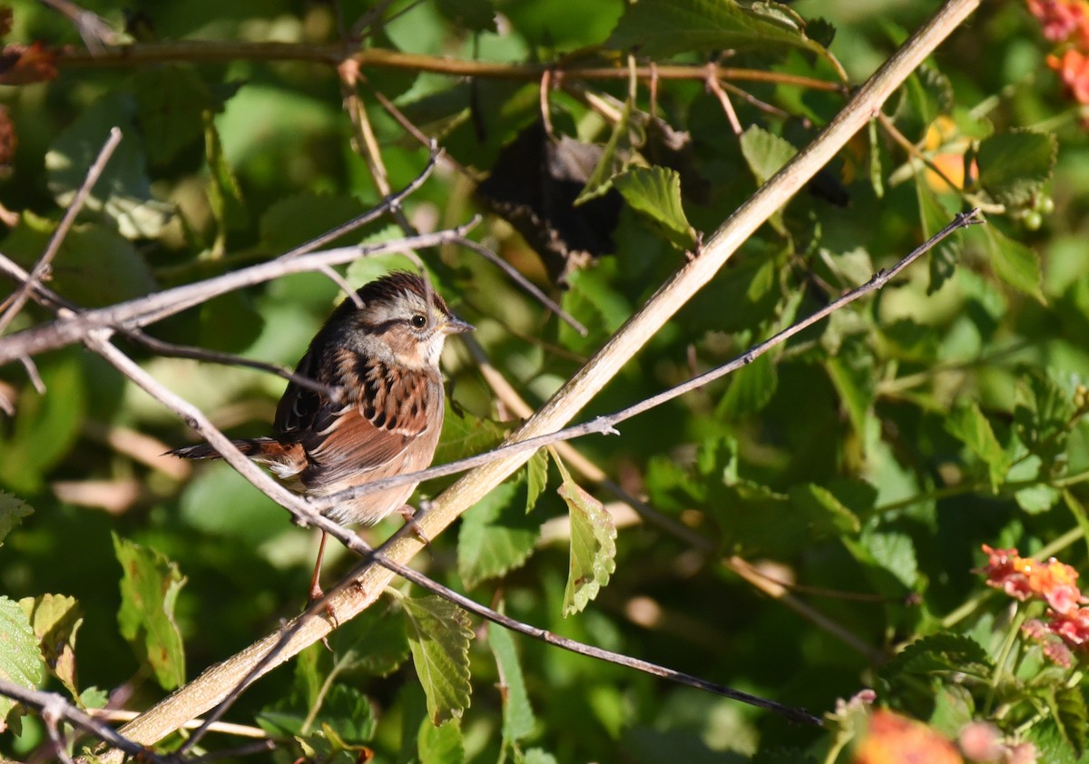 Bruant des marais - ML644835773