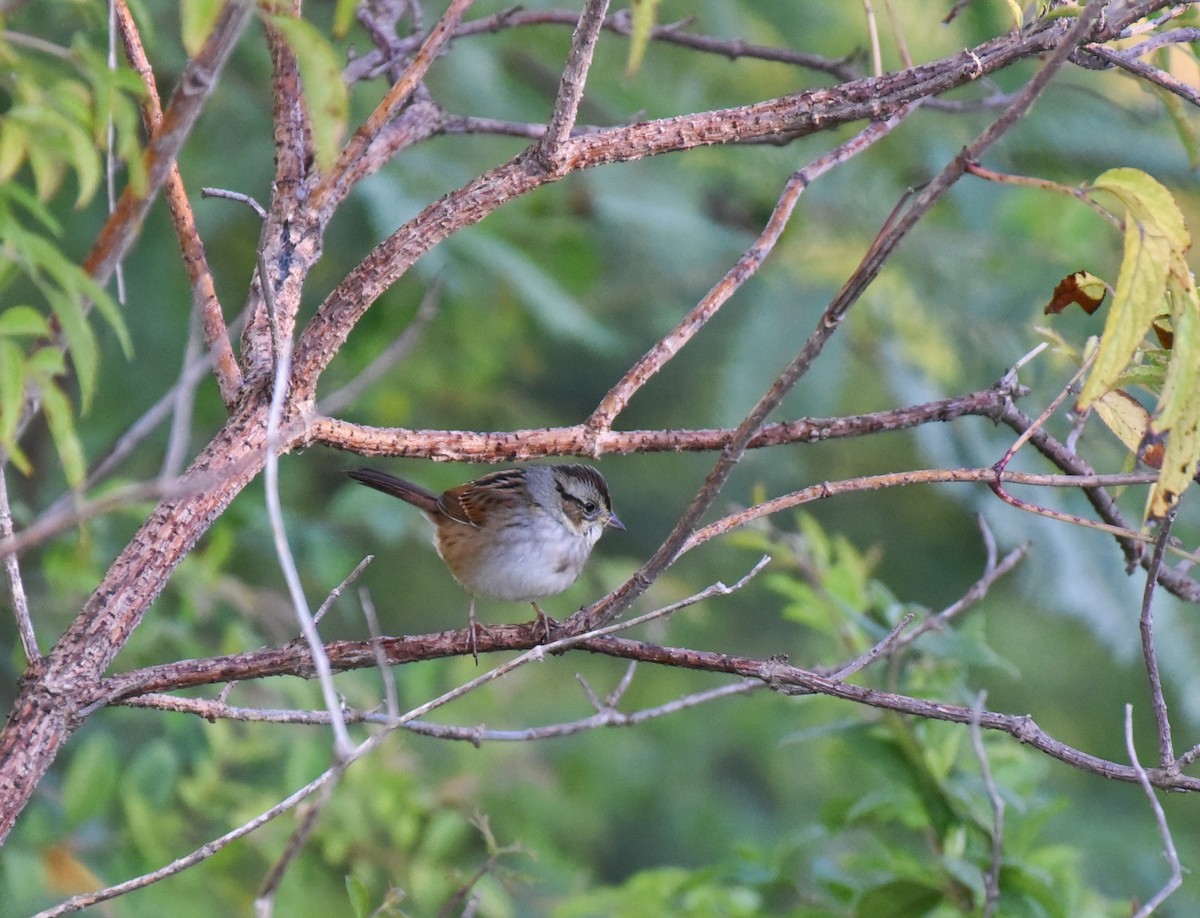 Bruant des marais - ML644835774