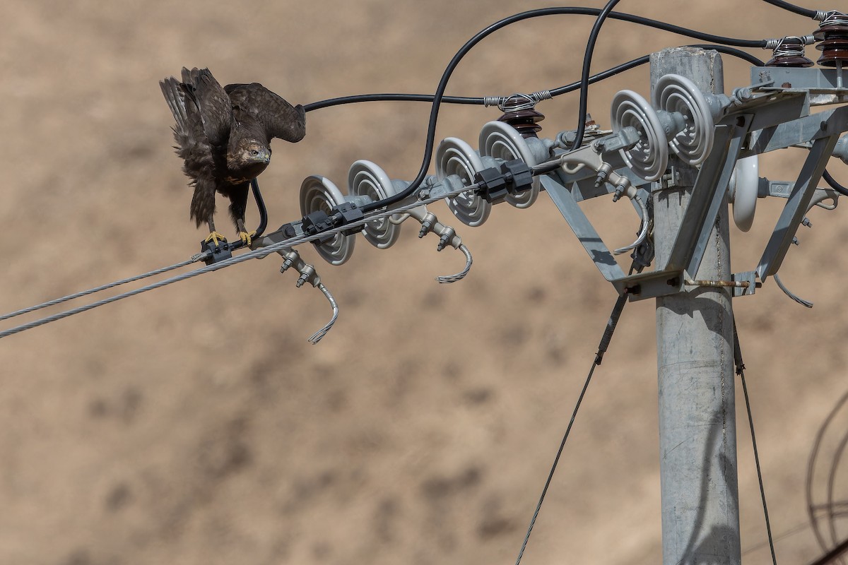 Busardo Mongol - ML644835790