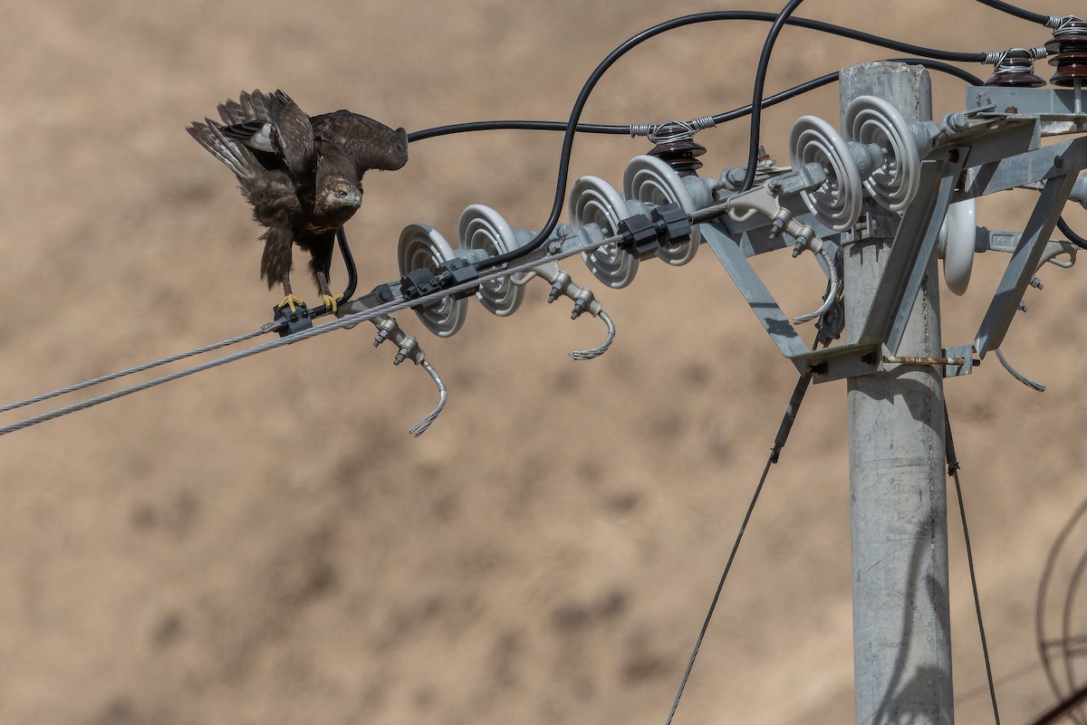 Busardo Mongol - ML644835791