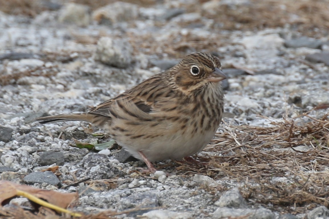 Vesper Sparrow - ML644835792