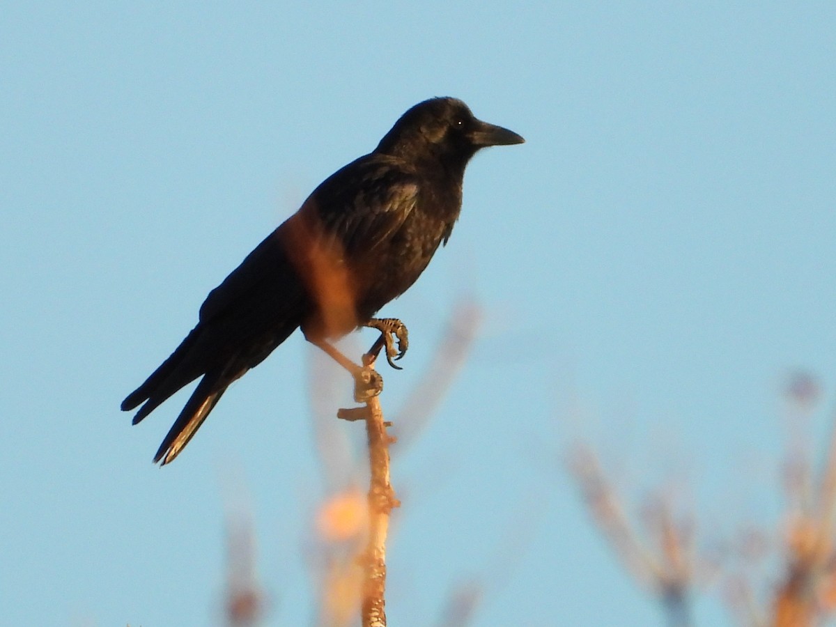 American Crow - ML644835796