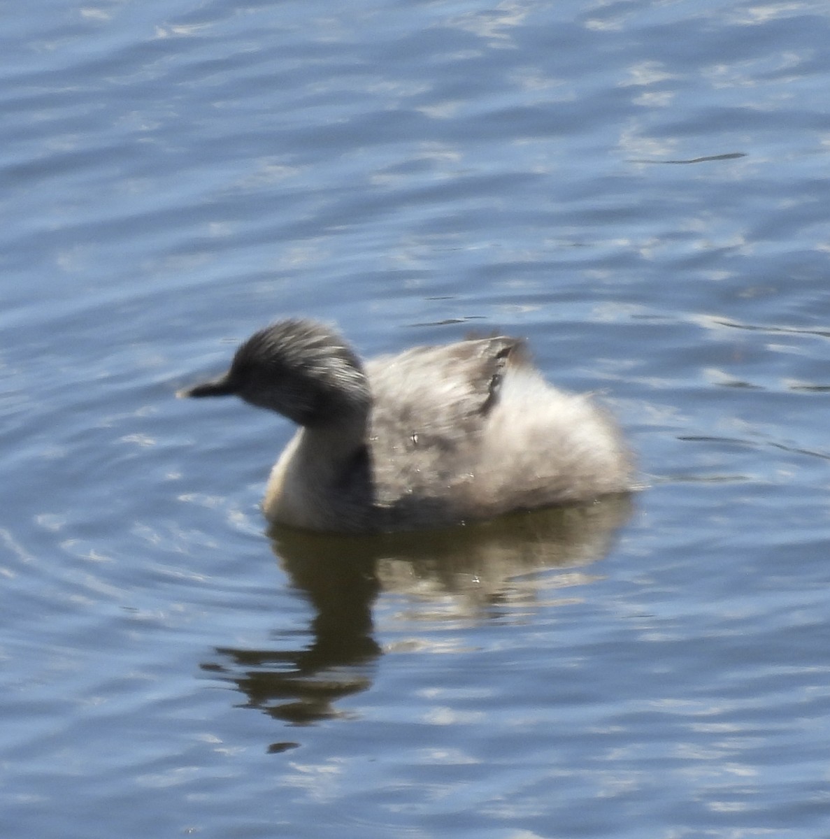 Hoary-headed Grebe - ML644835800