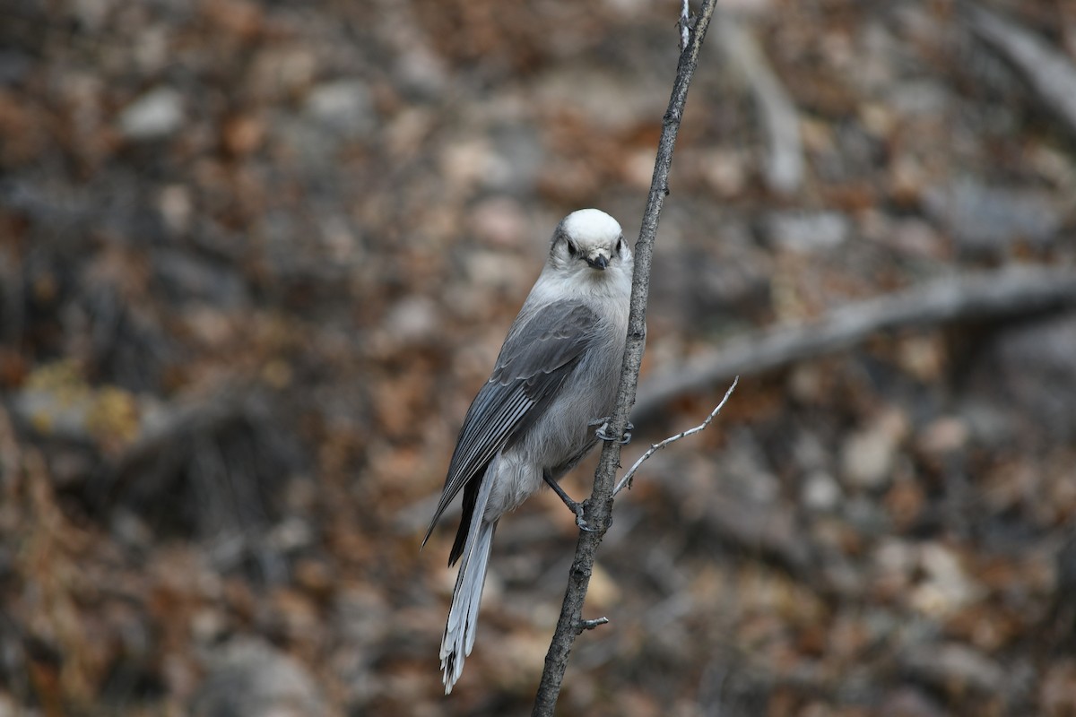 カナダカケス - ML644835808