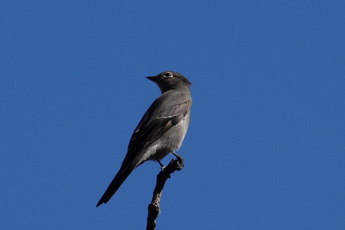 Townsend's Solitaire - ML644835809