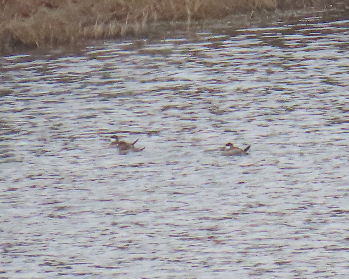 Американская савка - ML644835816