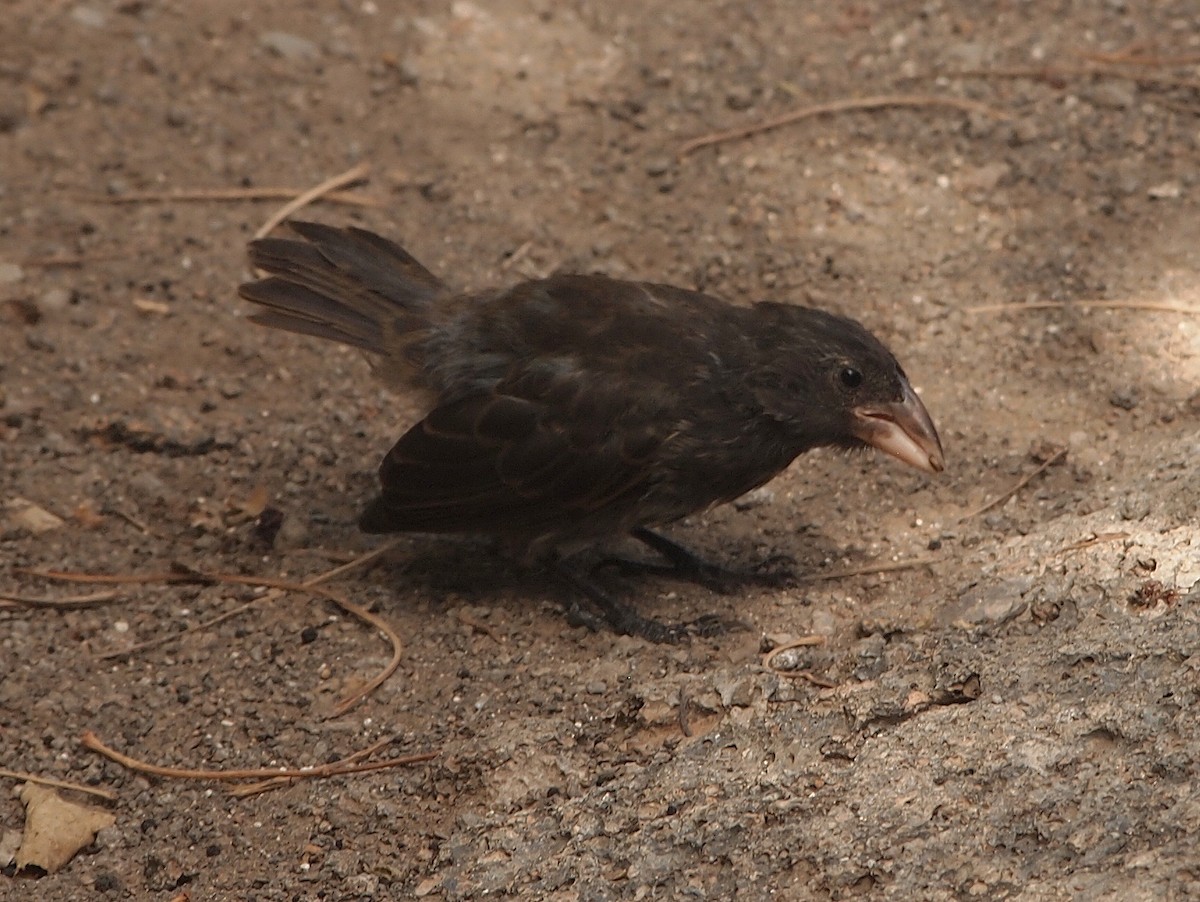 Genovesa Cactus-Finch - ML644835821