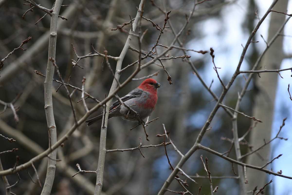 ギンザンマシコ - ML644835822