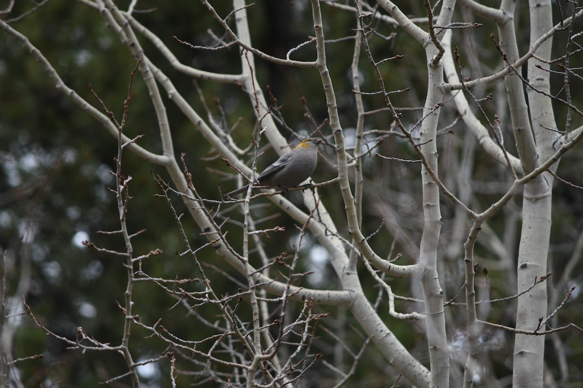 ギンザンマシコ - ML644835823