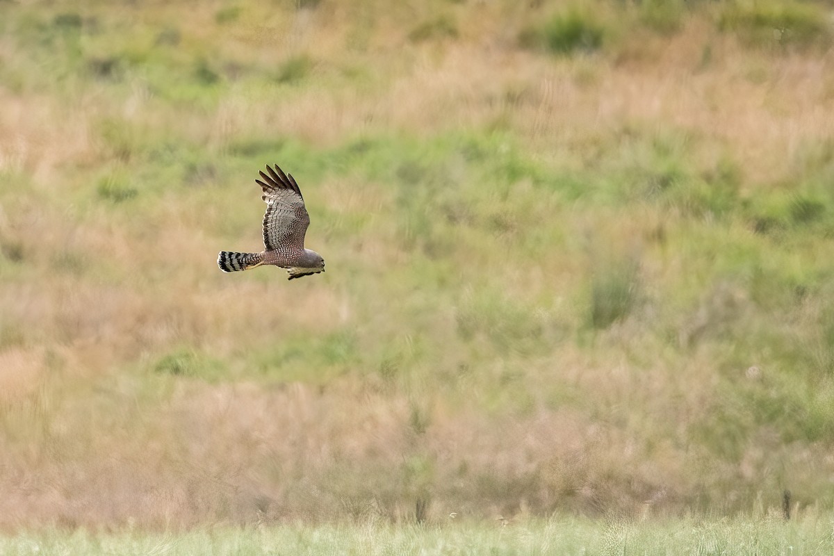 Fleckenweihe - ML644835841