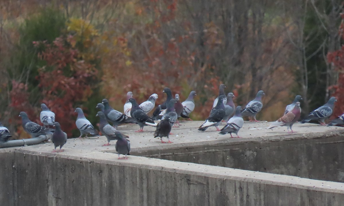 カワラバト（ドバト、家畜型） - ML644835846