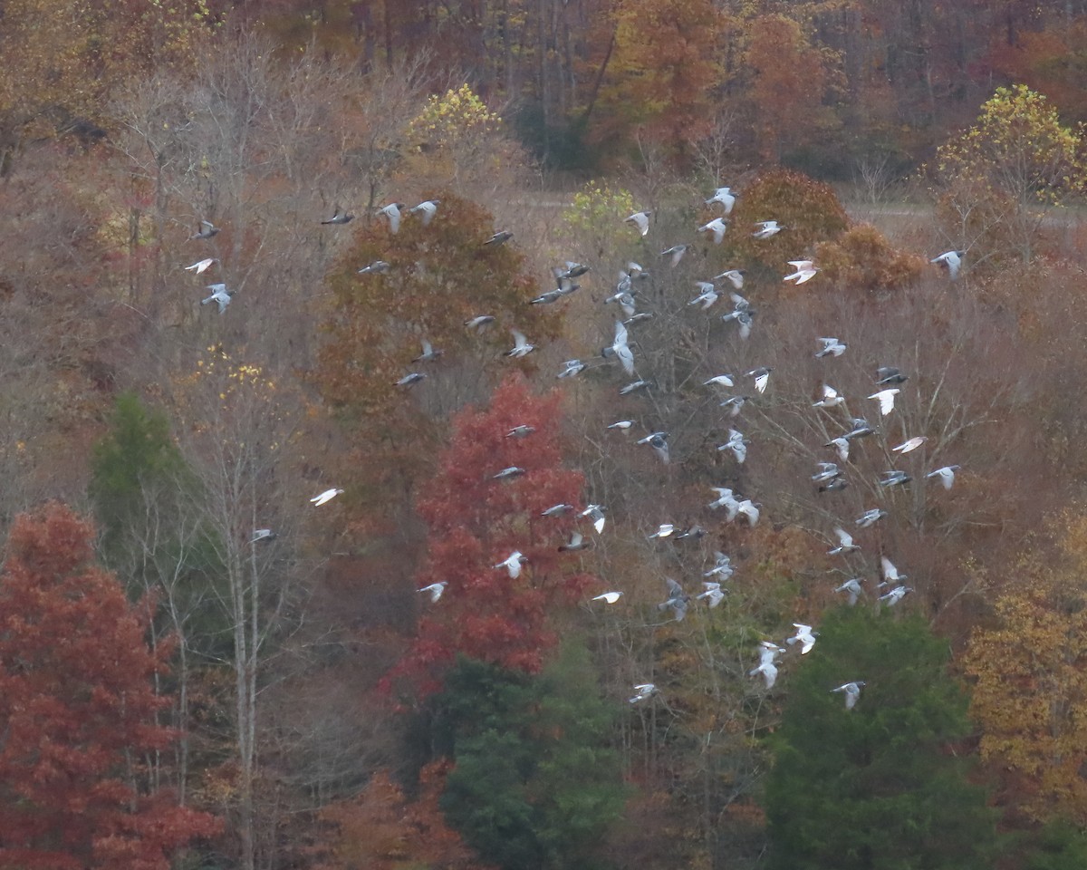 カワラバト（ドバト、家畜型） - ML644835848