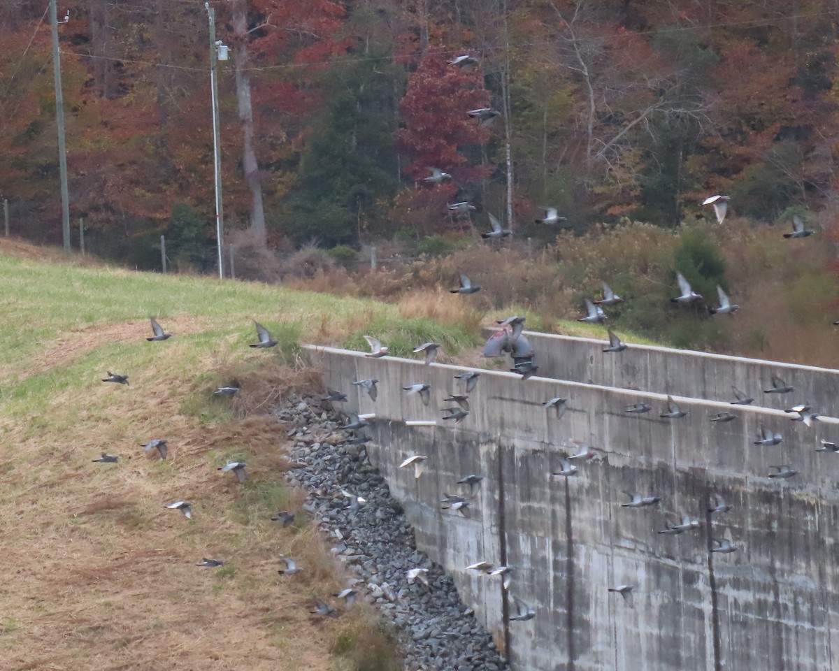 カワラバト（ドバト、家畜型） - ML644835849