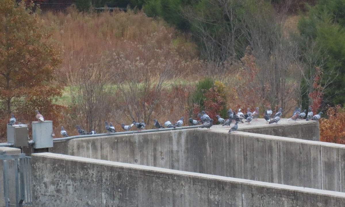 カワラバト（ドバト、家畜型） - ML644835850