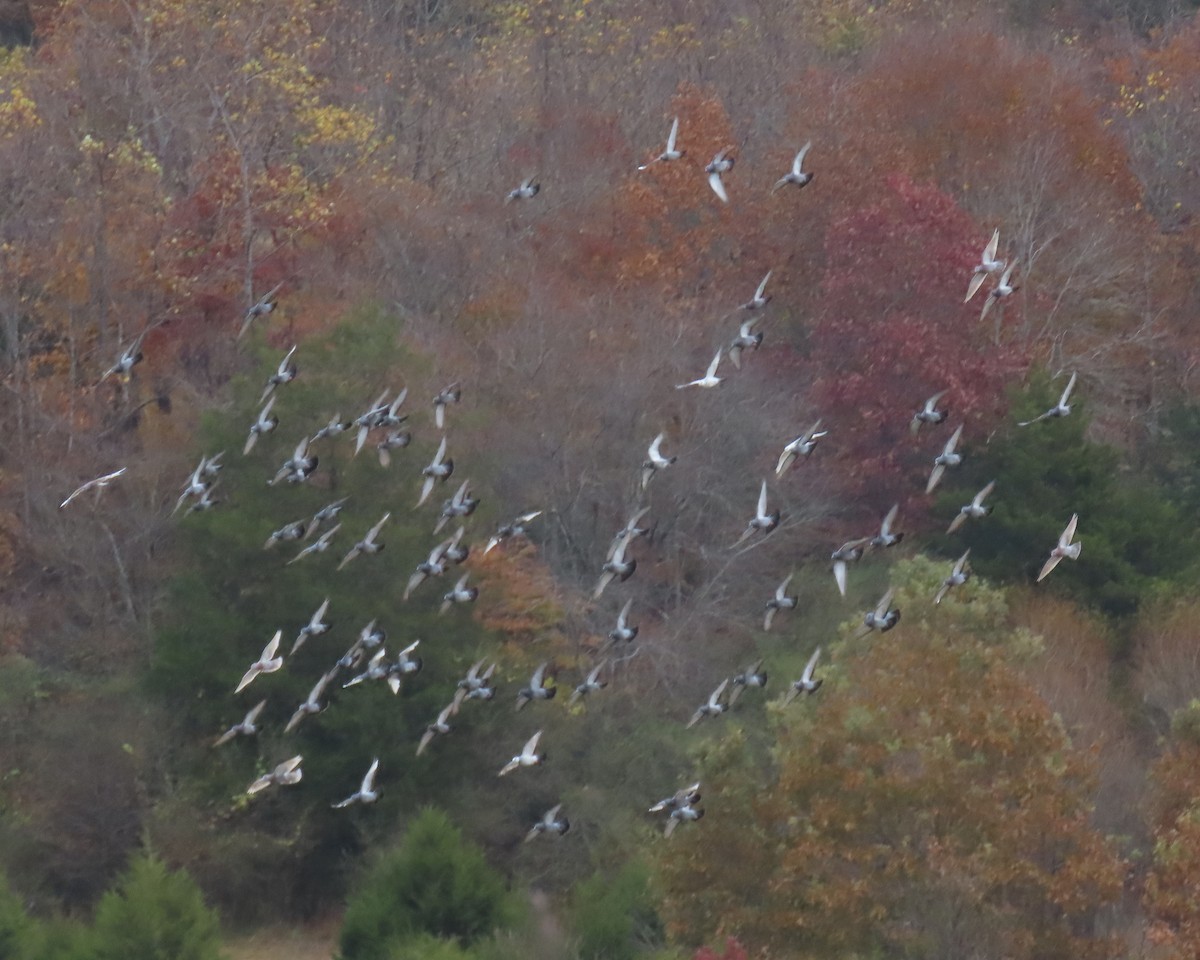 カワラバト（ドバト、家畜型） - ML644835851
