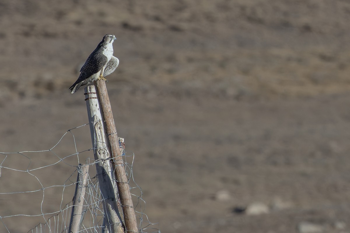 Sakre belatza - ML644835853