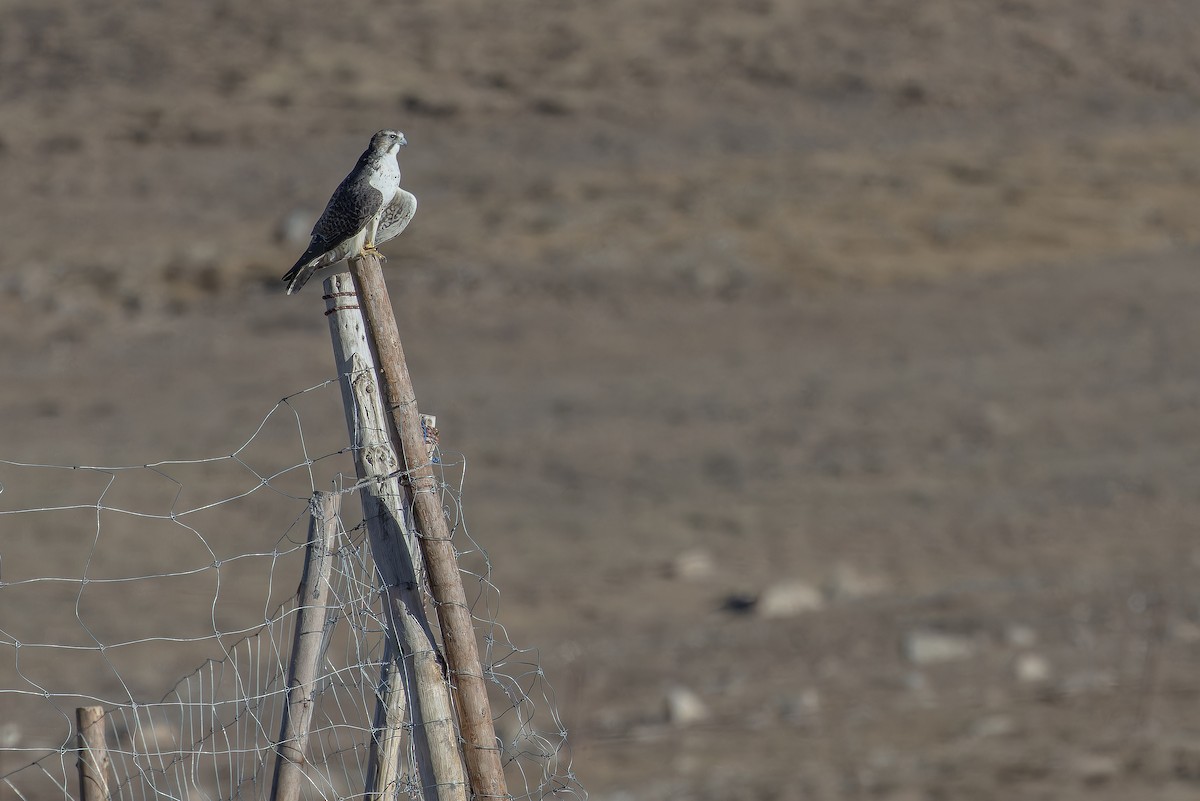 Sakre belatza - ML644835854