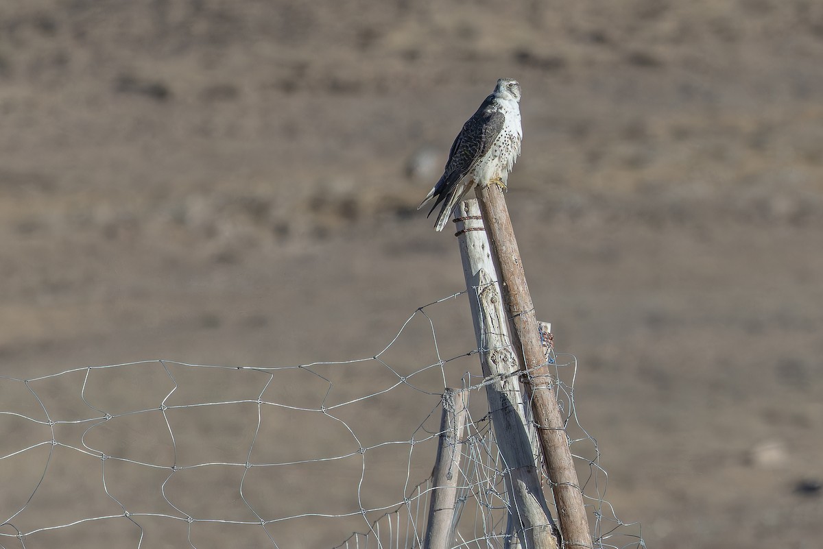 Sakre belatza - ML644835855