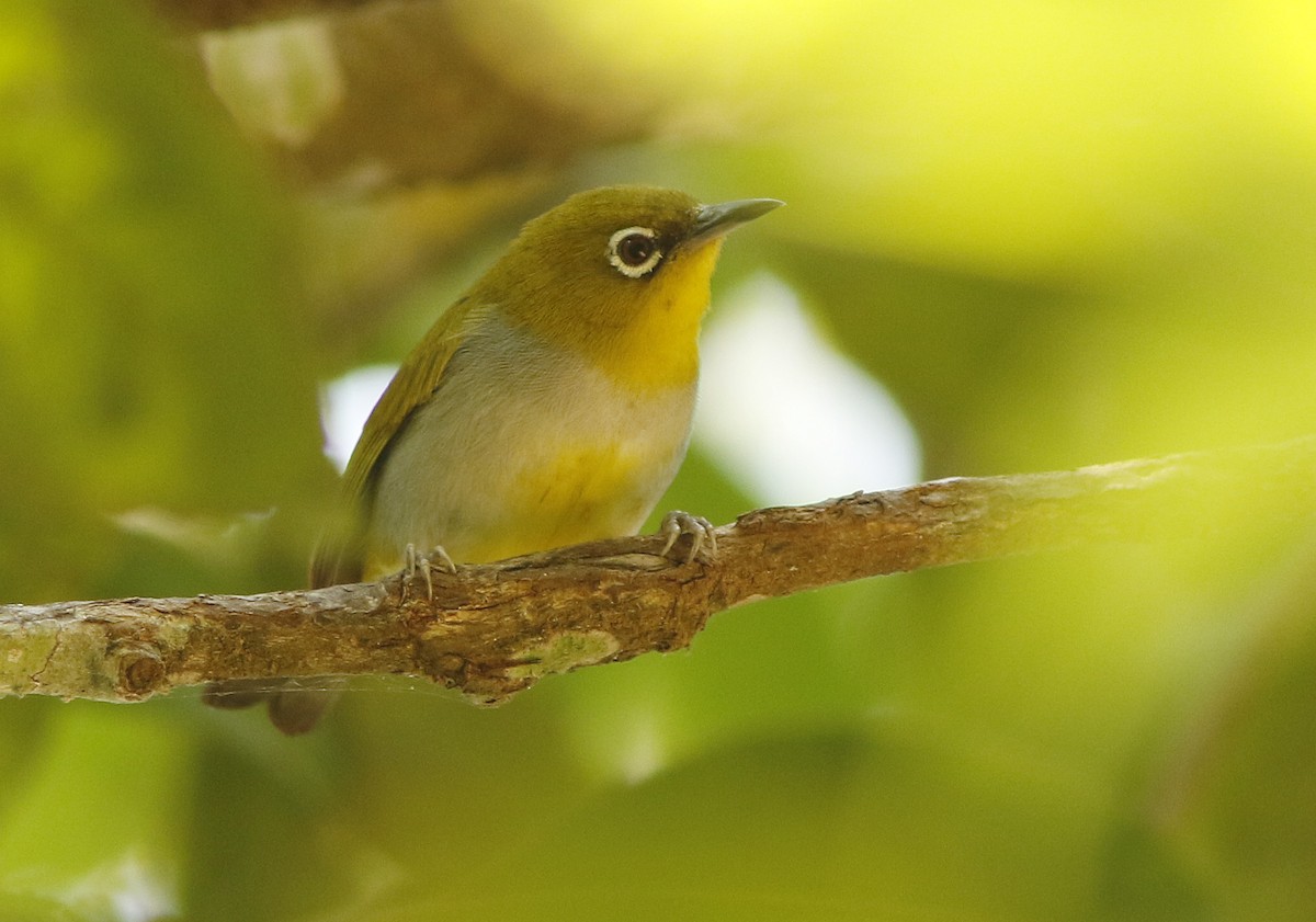 Окулярник малазійський - ML644835862