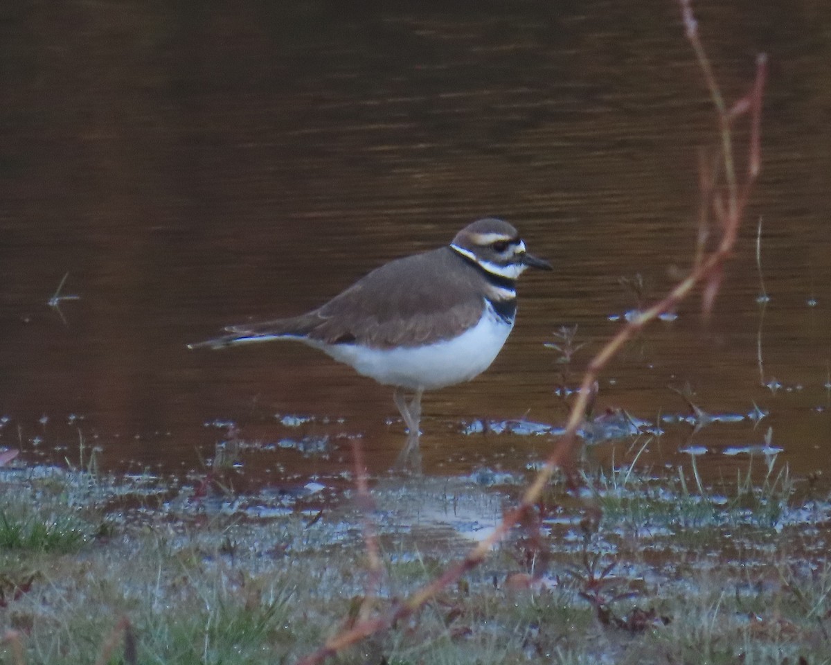 フタオビチドリ - ML644835864