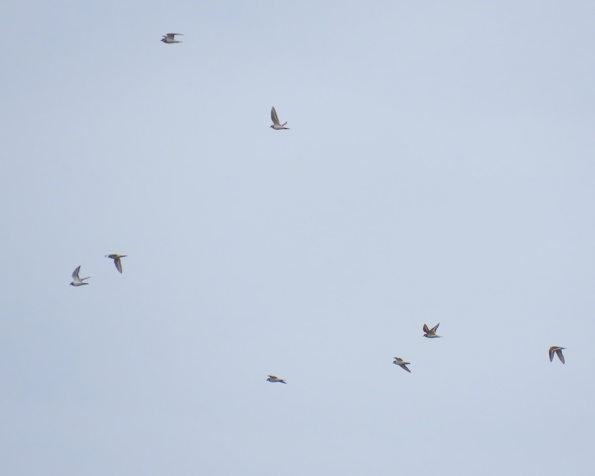 フタオビチドリ - ML644835865