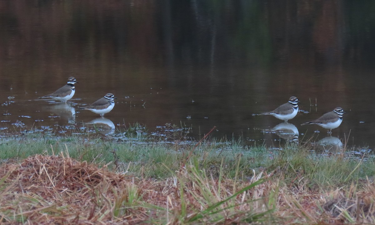 フタオビチドリ - ML644835866