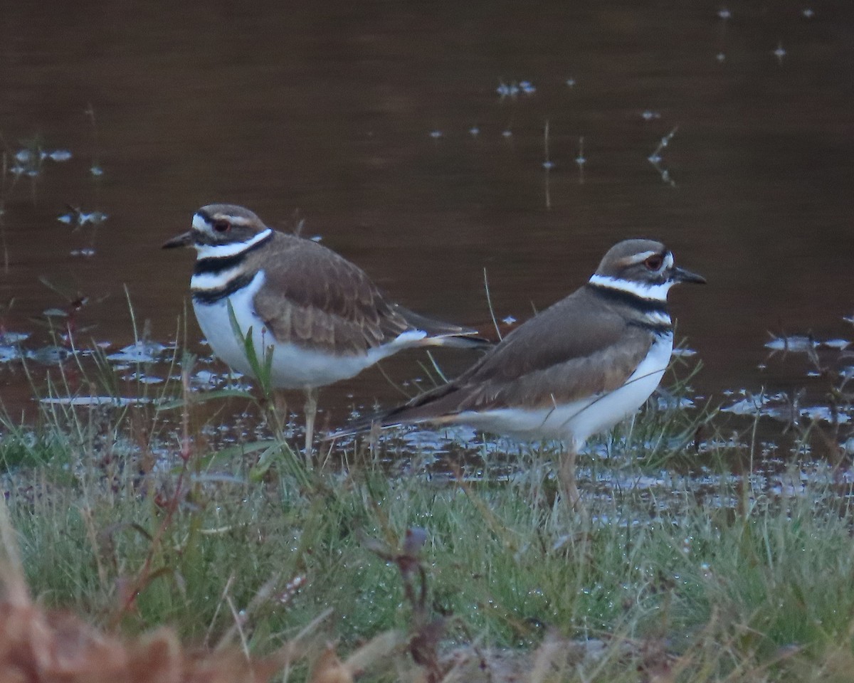 フタオビチドリ - ML644835867