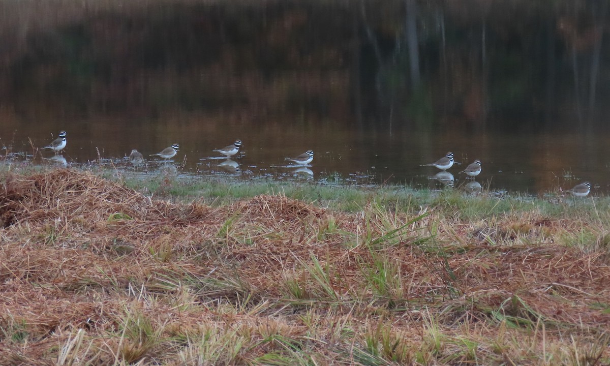 フタオビチドリ - ML644835868