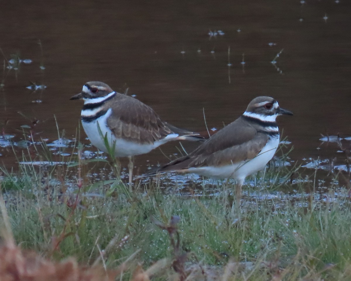 フタオビチドリ - ML644835869